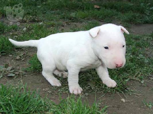 bull terrie